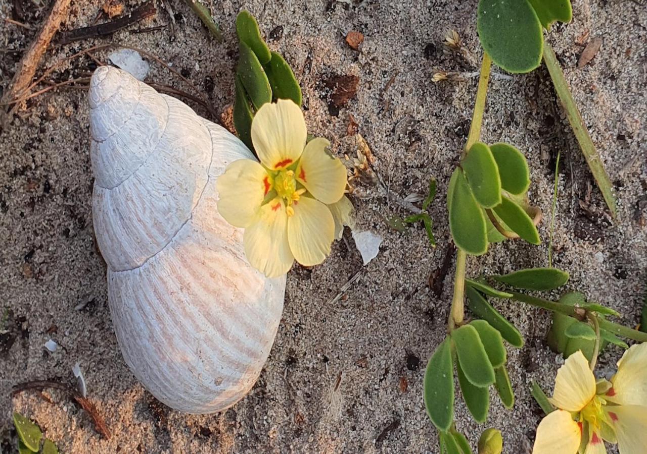 Paradise Found, Paradise Beach, Jeffreysbaai Buitenkant foto